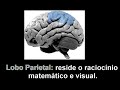 O C�rebro de Einstein