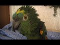 Charlie the Parrot 2008 After a Shower Charlie the Parrot 2008 After a Shower