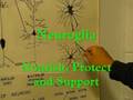 videos de Dr. Ostrins Class