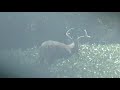 Maryland Bucks