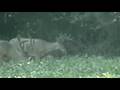 videos de Maryland Bucks