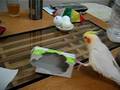 キスケたん(オカメインコ)のこだわり?