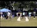 saintbernardkrisinexcellentjwwagility