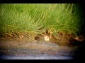 redshank chicks colyford common redshank chicks colyford common