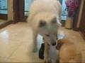 Baby Hoki playing with his Shaki hyung