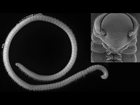 Image de prévisualisation YouTube