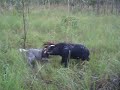 pig hunting pig hunting