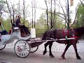 Carriages in Central Park