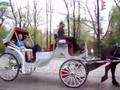 Carriages in Central Park