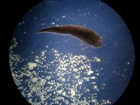 Planarian Movement