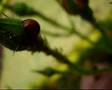 Ladybird vs aphids