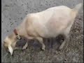 Goaty Part 2