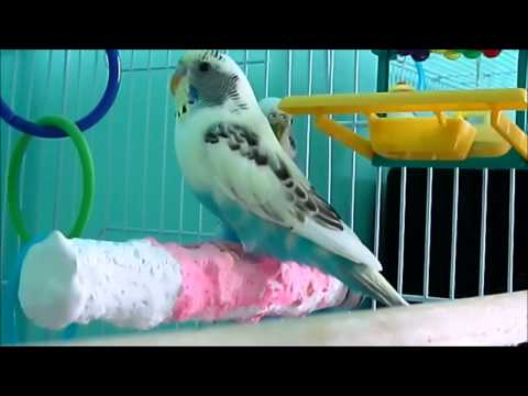 pets - Well this is a video of all my pets! Sorry the cages aren't cleaned, I hadn't cleaned them yet that day. I kind of made this video in a hurry.