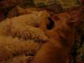 videos de Biting