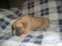 AKC Boxer Puppies $300, TX