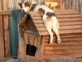 The dog chillin on the doghouse.