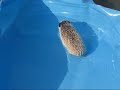 Koosh swimming