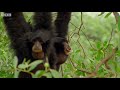 Funny Animals Talking For Sport Relief - Walk On the Wild Side - BBC Sport Relief Night 2010 free Sports videos
