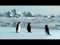 Pinguini che volano