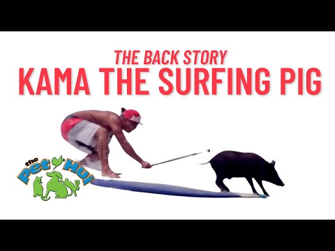 Kama the Surfing Pig is a rockstar