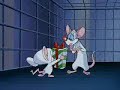 Pinky & The Brain Christmas Clip Pinky & The Brain Christmas Clip