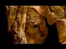 histoires des morts-vivants
