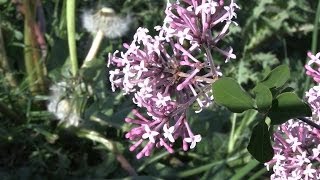 Mini Lilac Tinkerbelle (a dwarf lilac Syringa variety)