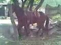 videos de caballo bailando solo (zumpango de rio)