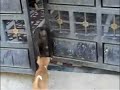 animales bloopers animales bloopers