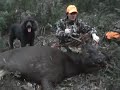 sambar-stag-08.html