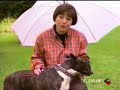 Impacto Tv - Bull Terrier En Un Encierro Impacto Tv - Bull Terrier En Un Encierro