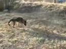 My GSD Biba