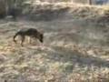 My GSD Biba