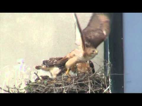 See video