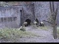 Wolong Panda\ Wolong Panda\