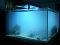 240 gallon cube day 1