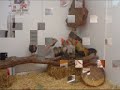 12ªMUESTRA DE GALLOS DE PLUMA Y MOSCA ARTIFICIAL. LA VECILLA
