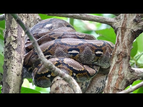 YouTube reptile video