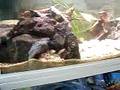 222L Tanganyika-tank with Tropheus