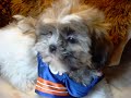 Shorkie Puppies www.shorkie-puppies.net Shorkie Puppies www.shorkie-puppies.net