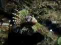 videos de Ikan Pelik Berwarna Coklat di Langkawi