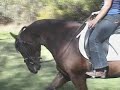 Sparhawk De Novo Morgan Gelding 2 Sparhawk De Novo Morgan Gelding 2