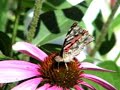 painted lady/American lady butterfly - bee - backyard painted lady/American lady butterfly - bee - backyard