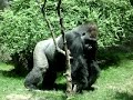 Silverback gorilla