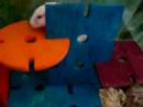 hammiez!! campbell dwarf hamsters.. hammiez!! campbell dwarf hamsters..