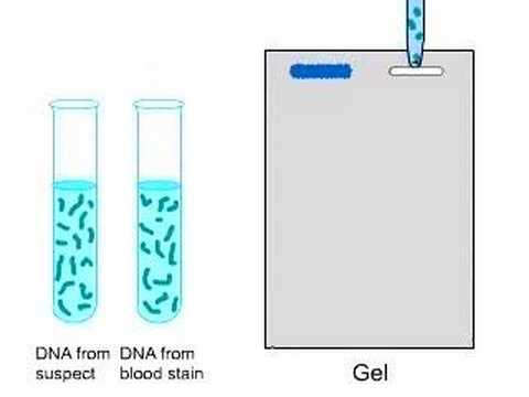 DNA fingerprinting