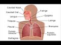sistema respiratorio