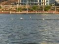 videos de Ardin Splash and Dash