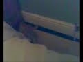 Marmalade the Mad Cat