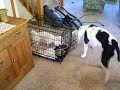 Pitbull breaks into Bichon Frises crate
